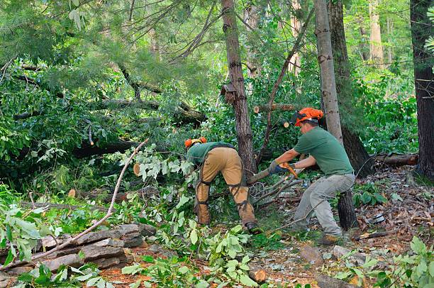 Tree Removal for Businesses in Kill Devil Hills, NC